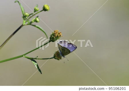 A familiar and beautiful butterfly that can be seen in autumn 95106201