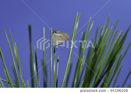 A familiar and beautiful butterfly that can be seen in autumn 95106208