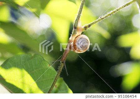 Nippon Mayai 95106454