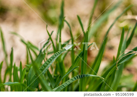 Spring wildflowers and dew Spring wildflowers and dew 95106599