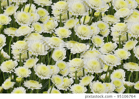 White chrysanthemum (santini) flowers for background 95106764