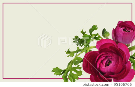 Pink ranunculus flowers in a corner floral arrangement with frame on green background Pink ranunculus flowers in a corner floral arrangement with frame on green background 95106766
