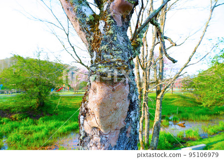 Moss growing on peeled bark Kushiro Beppo Park 95106979