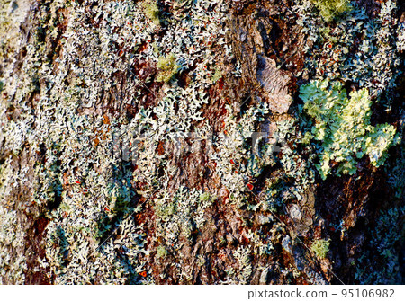 Moss grew on the tree trunk 95106982