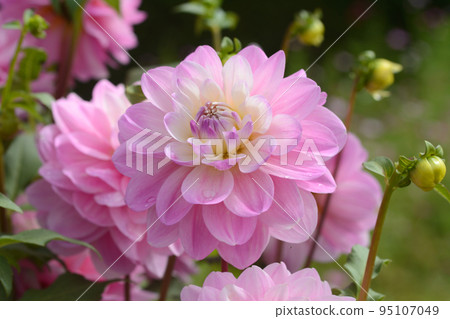 Dahlia of the Sera Plateau 95107049