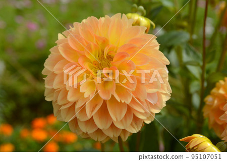 色拉高原的大麗花 95107051