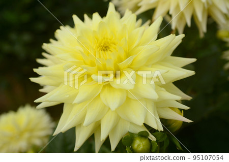 色拉高原的大麗花 色拉高原的大麗花 95107054