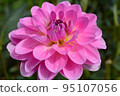 Dahlia of the Sera Plateau 95107056