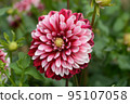 Dahlia of the Sera Plateau 95107058
