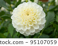 Dahlia of the Sera Plateau 95107059