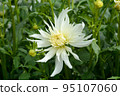 Dahlia of the Sera Plateau 95107060