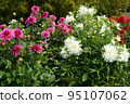Dahlia of the Sera Plateau 95107062
