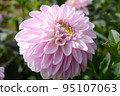 Dahlia of the Sera Plateau 95107063