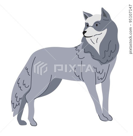 Forest wolf portrait, wild carnivorous mammal 95107147