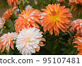 Dahlia of the Sera Plateau 95107481