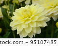 Dahlia of the Sera Plateau 95107485