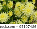 Dahlia of the Sera Plateau 95107486