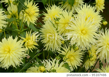 Dahlia of the Sera Plateau 95107486