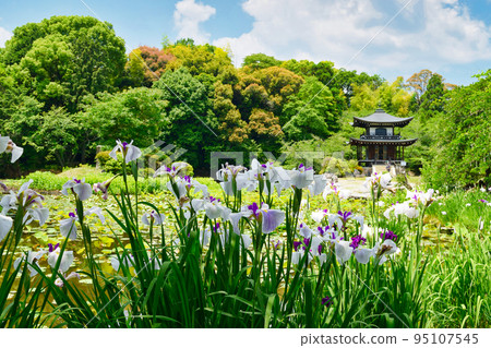 Kajuji Temple Kannondo and irises (Yamashina Ward, Kyoto City) Kajuji Temple Kannondo and irises (Yamashina Ward, Kyoto City) 95107545