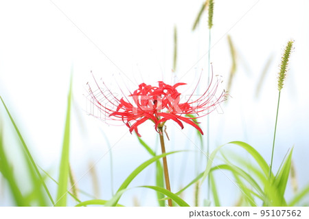 Red spider lily in Ohara, Kyoto 95107562