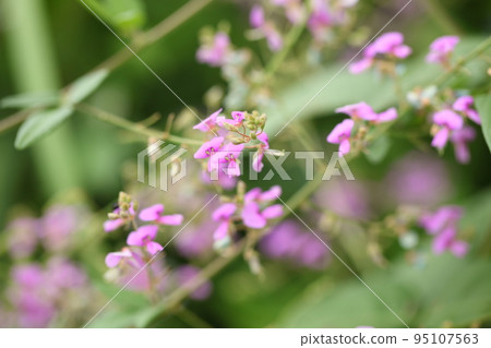 Kuzu no Hana 95107563
