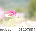 Pink Cosmos 95107955