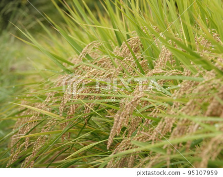 Fruitful ear rice Fruitful ear rice 95107959