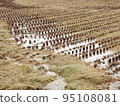 Rice field after harvesting 95108081