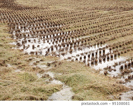 Rice field after harvesting Rice field after harvesting 95108081