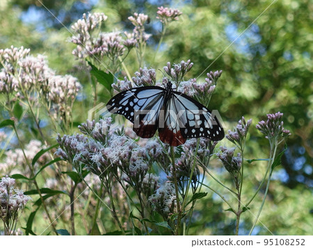 板栗虎蝴蝶蝴蝶 95108252