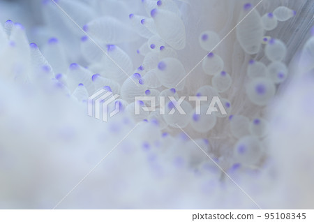 Silite sea anemone 95108345