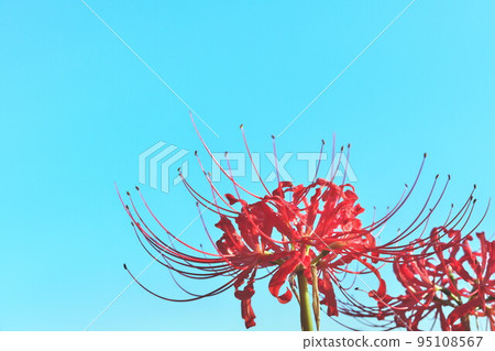 Cluster amaryllis in full bloom 95108567