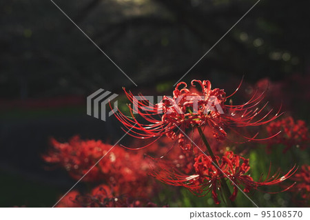 Cluster amaryllis in full bloom 95108570