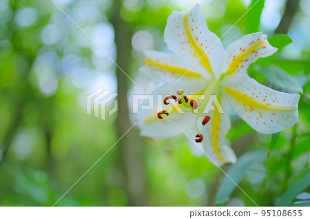 Beautiful mountain lilies blooming in a summer forest Beautiful mountain lilies blooming in a summer forest 95108655