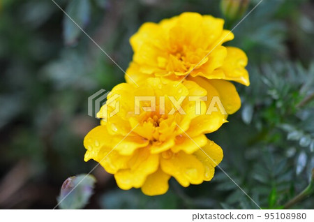 黃色萬壽菊花 95108980