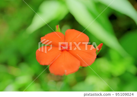 Cute Fushiguro Senno blooming in the summer forest Cute Fushiguro Senno blooming in the summer forest 95109024