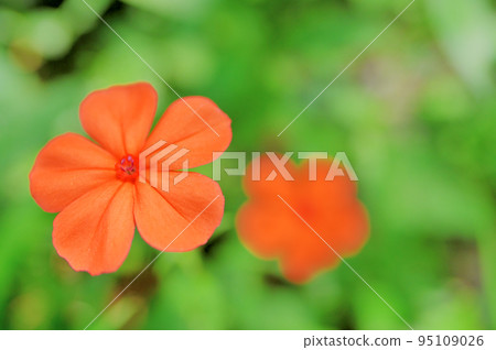 Cute Fushiguro Senno blooming in the summer forest Cute Fushiguro Senno blooming in the summer forest 95109026