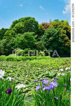 Kajuji Iris and Water Lilies (Yamashina Ward, Kyoto City) Kajuji Iris and Water Lilies (Yamashina Ward, Kyoto City) 95109294