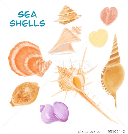 Seashell illustration Seashell illustration 95109442