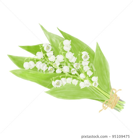 An illustration of Suzuran that looks like it was painted with watercolors An illustration of Suzuran that looks like it was painted with watercolors 95109475