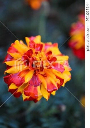 明亮的萬壽菊 明亮的萬壽菊 95109514