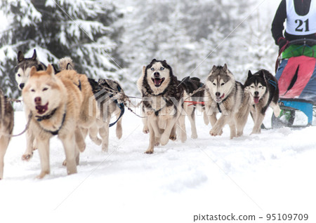 Dog sled race Dog sled race 95109709