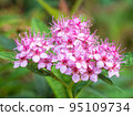 Shimotsuke's flower 95109734