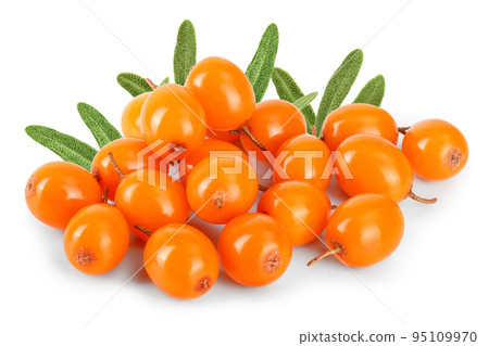 Sea buckthorn. Fresh ripe berry isolated on white background macro Sea buckthorn. Fresh ripe berry isolated on white background macro 95109970