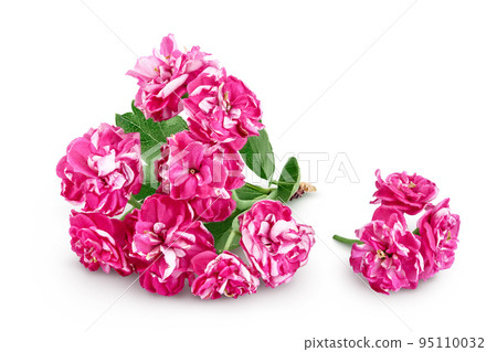 Blooming branch of hawthorn isolated on white background. Crataegus Pauls Scarlet. Blooming branch of hawthorn isolated on white background. Crataegus Pauls Scarlet. 95110032