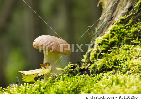 Cep or Boletus Mushroom growing on lush green moss Cep or Boletus Mushroom growing on lush green moss 95110260