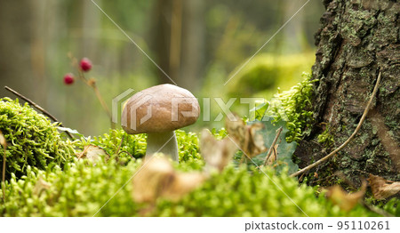 Wild Boletus Mushroom growing on lush green moss 95110261