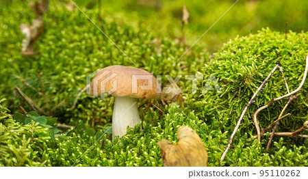 Wild Boletus mushroom growing in a forest Wild Boletus mushroom growing in a forest 95110262