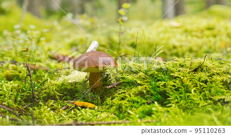 Pinewood king bolete mushroom growing on lush green moss Pinewood king bolete mushroom growing on lush green moss 95110263