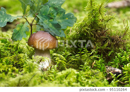 Cep or Boletus Mushroom growing in a forest 95110264